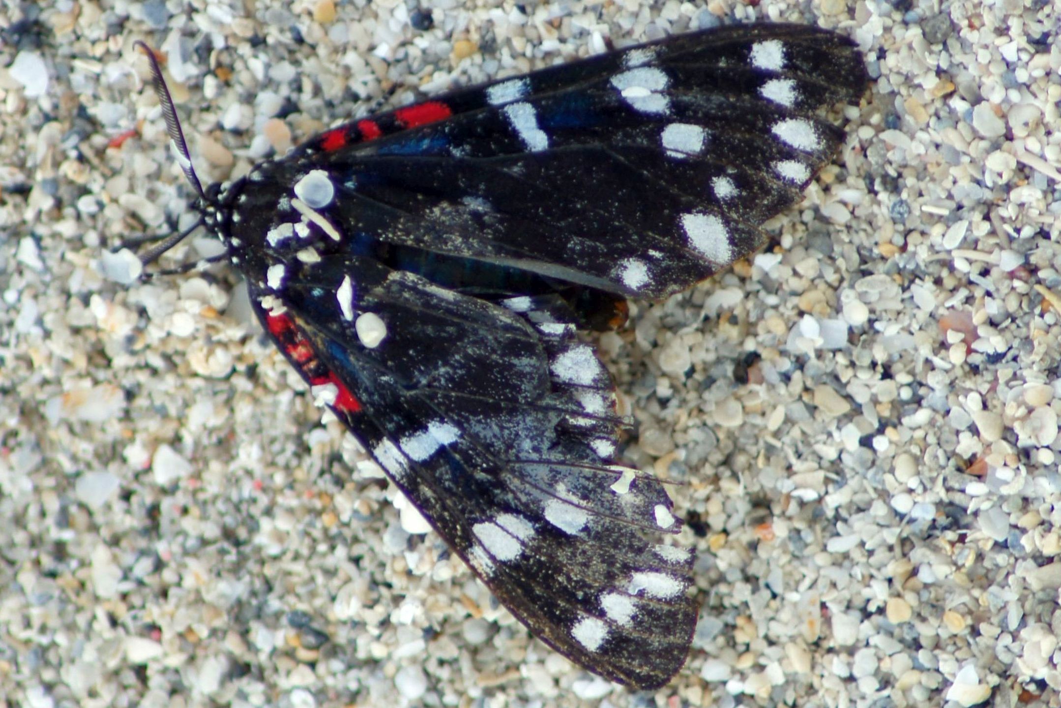 Acronicta atristrigatus - Uncle Sam Motte